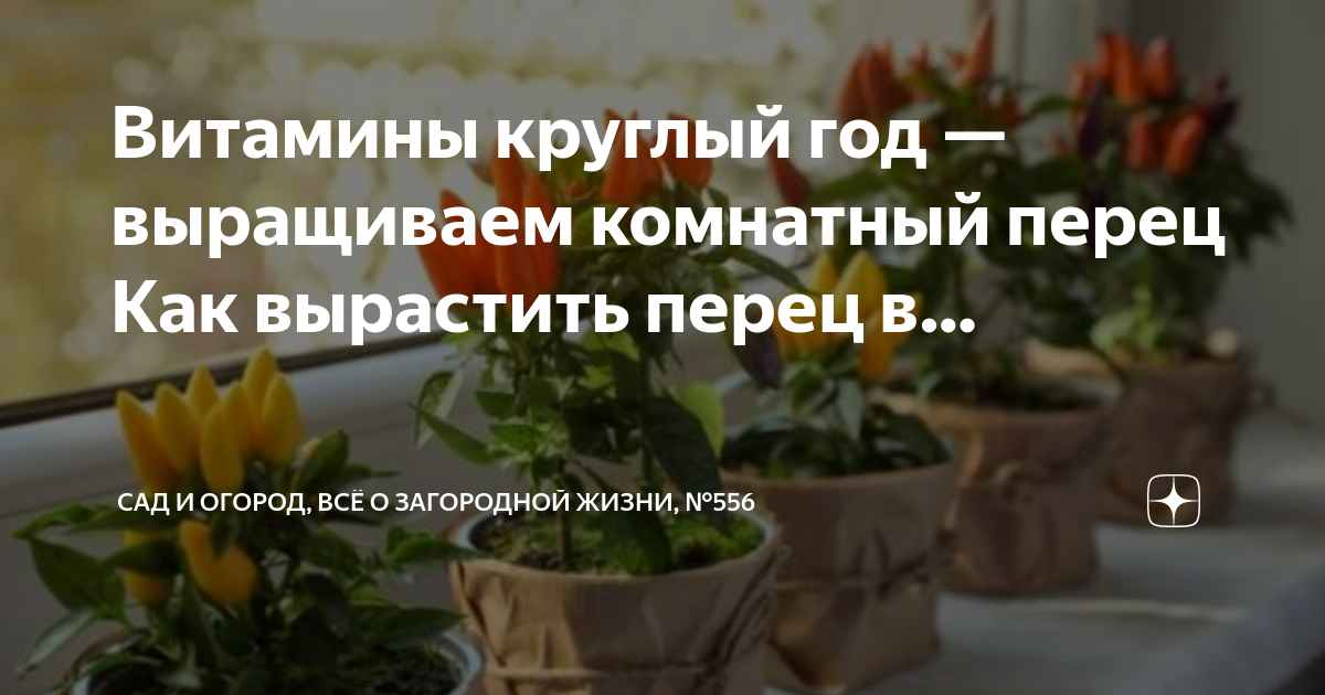 Как размножить разные сорта бегонии черенками: советы цветовода