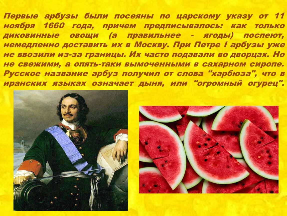 Как вырастить арбуз на даче, правила и особенности по регионам