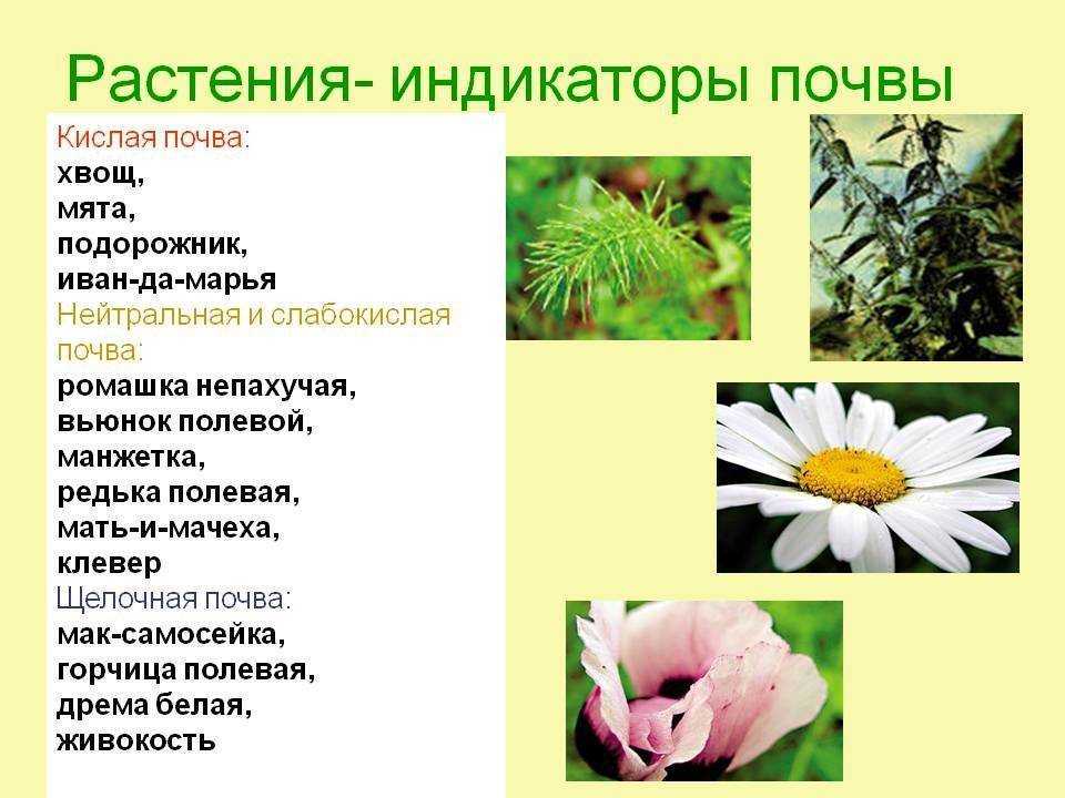 Кислотность как фактор, влияющий на плодородие почвы