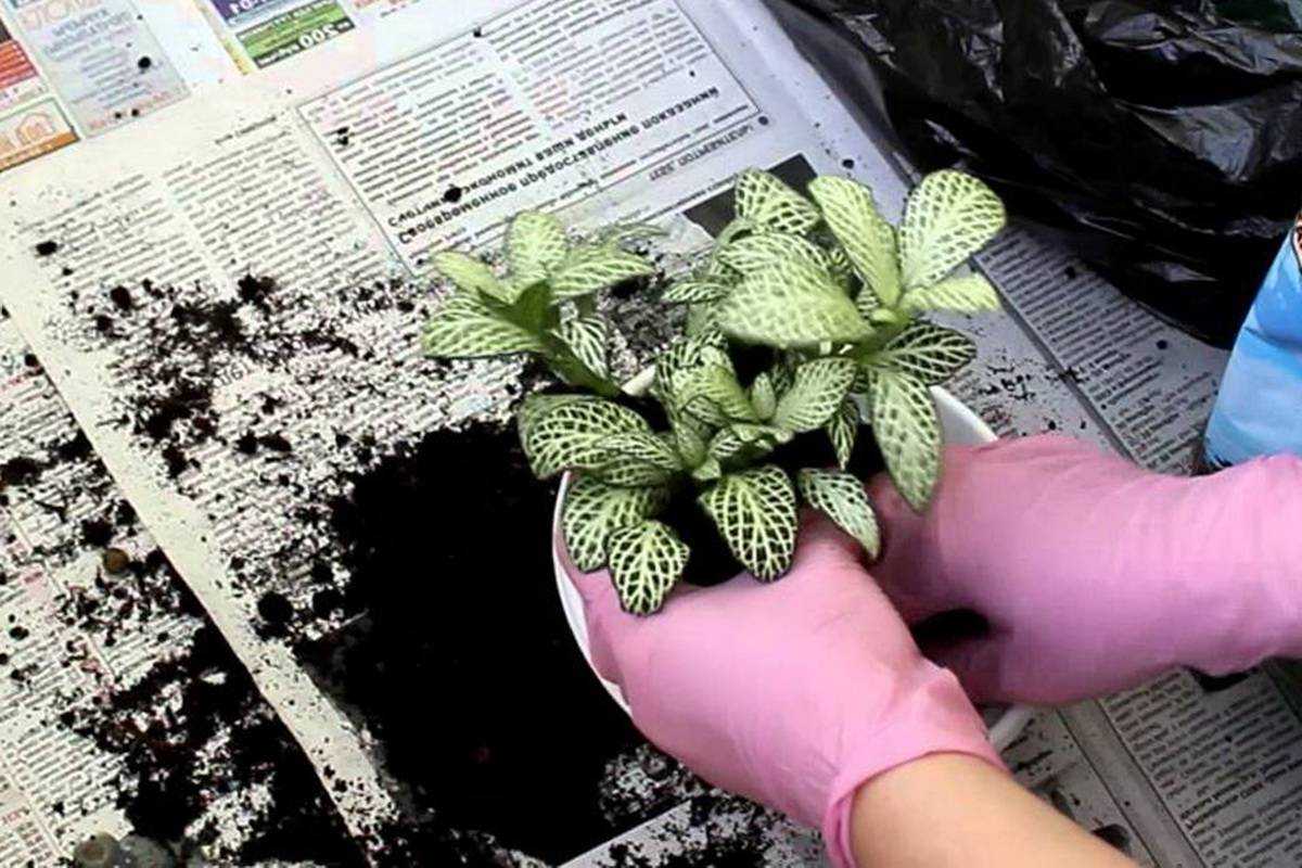 Родиной травянистого многолетнего растения фиттония Fittonia является Южная Америка большинство видов из Перу Этот род считается представителем семейства Акантовые и объединяет примерно 10 видов