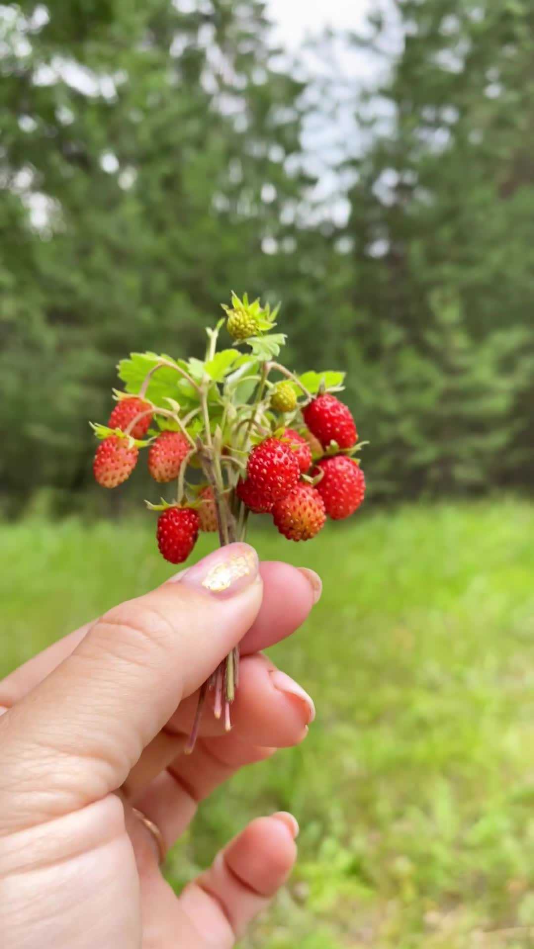 Земляника и клубника - сестры, но не близнецы — floraprice.ru