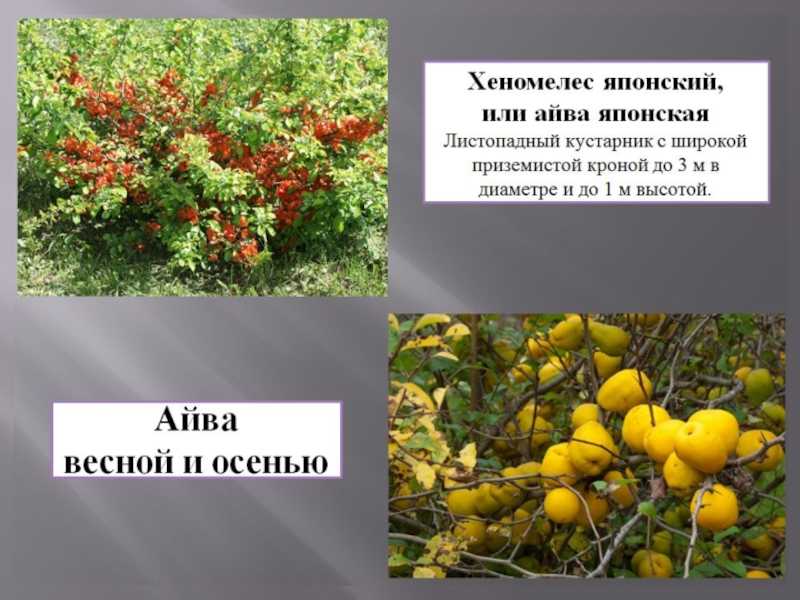 Японская айва: полезные свойства и противопоказания, посадка и уход за хеномелесом
