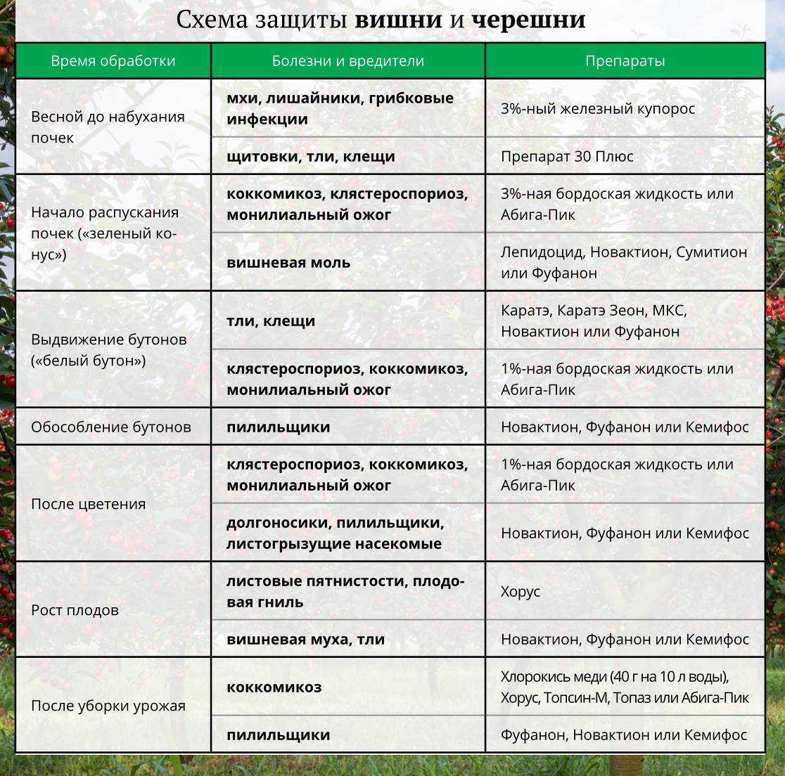 Железный купорос и мочевина опрыскивание деревьев осенью - вместе мастерим