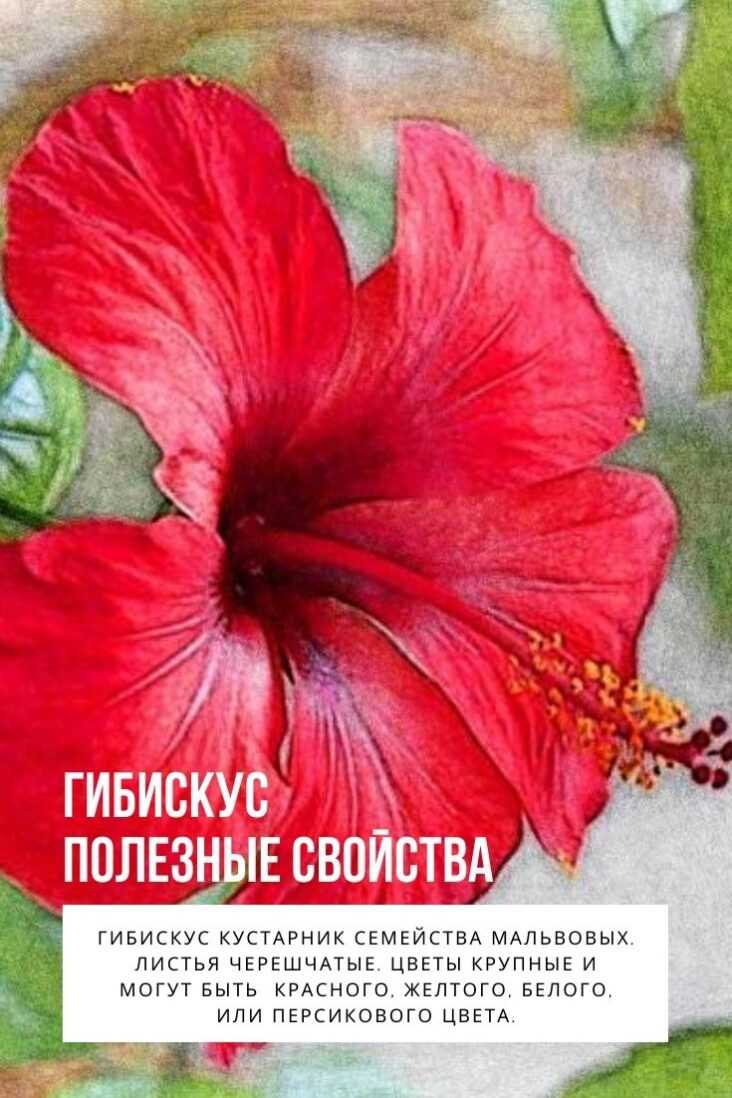 Китайская роза или гибискус цветок смерти - виды, сорта, фото