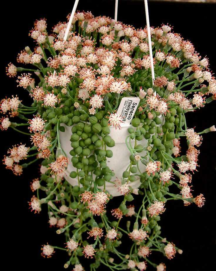 Крестовник Senecio имеет прямое отношение к семейству сложноцветные Asteraceae Такие однолетники либо многолетники представлены кустарниками, полукустарниками, травянистыми растениями или небольшими деревцами