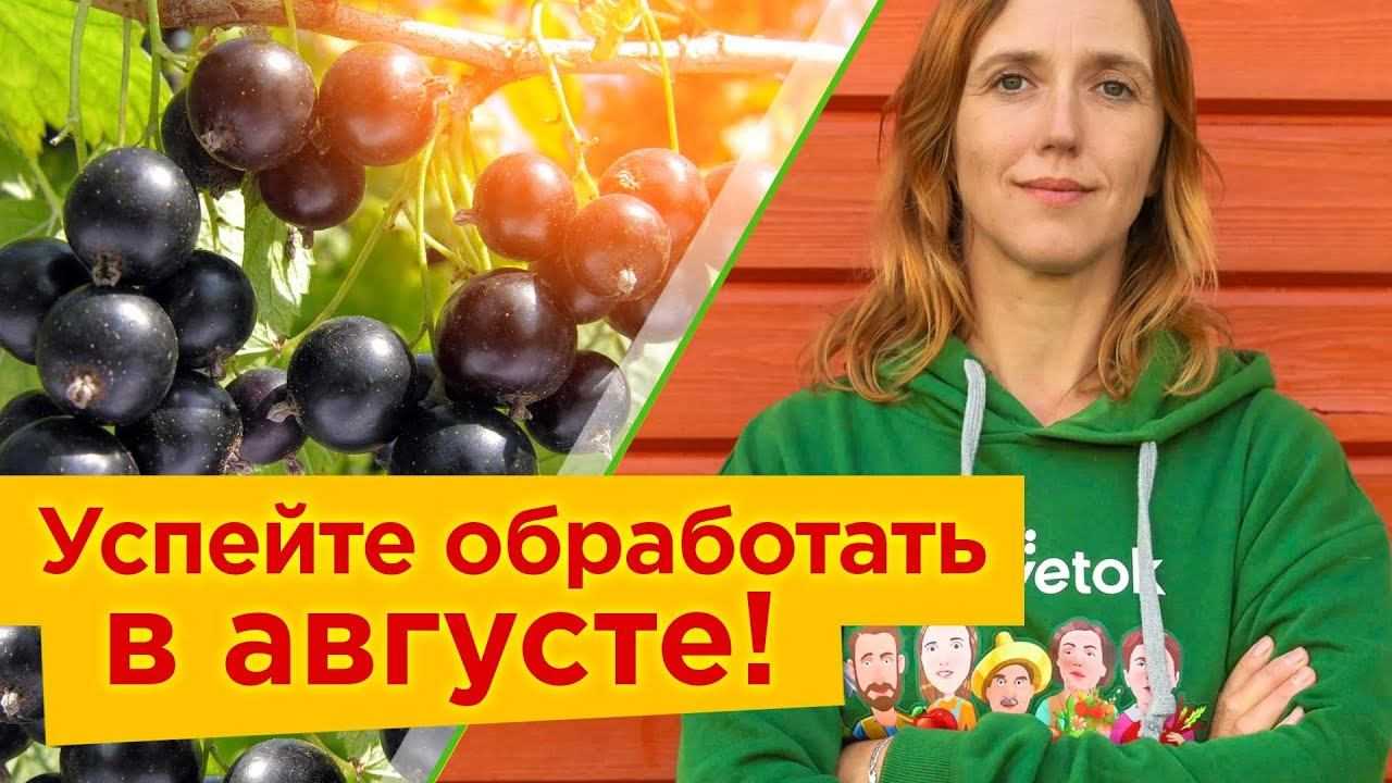 Пошаговая инструкция по посадке красной смородины, уход и выращивание