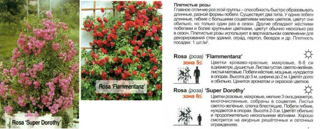 Плетистая роза "фламентанц": описание и фото
