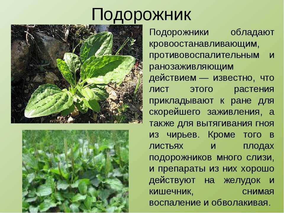 Трава подорожник: лечебные свойства и применение в домашних условиях