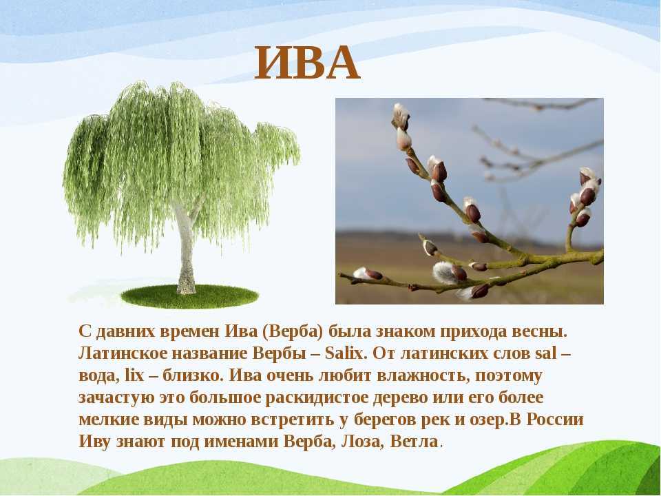 Особенности плакучей ивы
