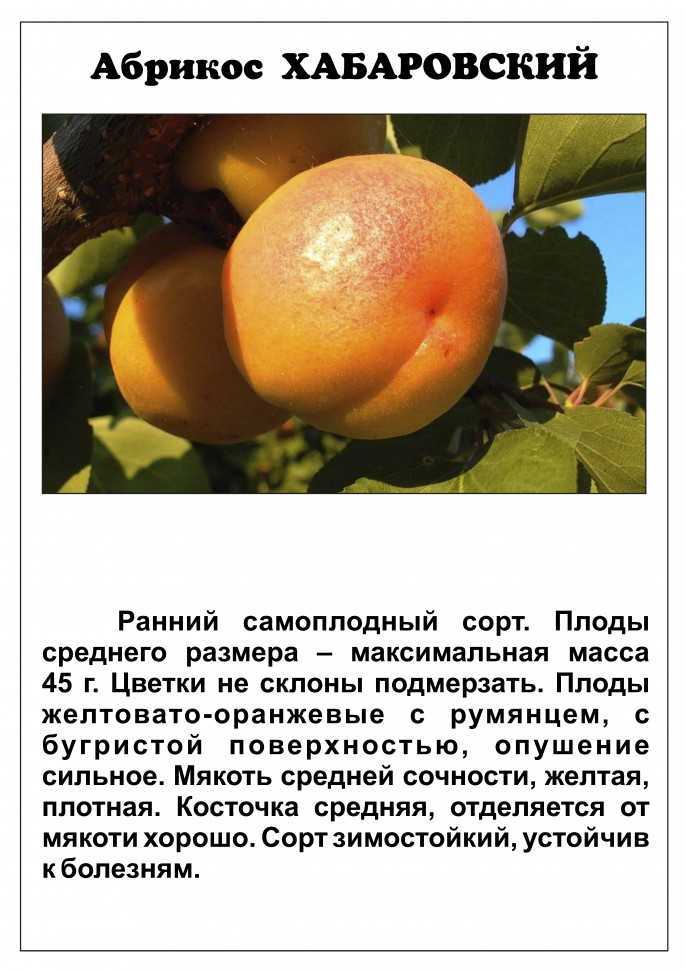 Абрикос в средней полосе — особенности выращивания и лучшие сорта