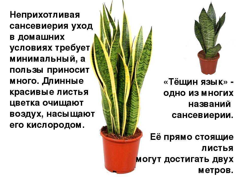 Размножение сансевиерии: правила и секреты
