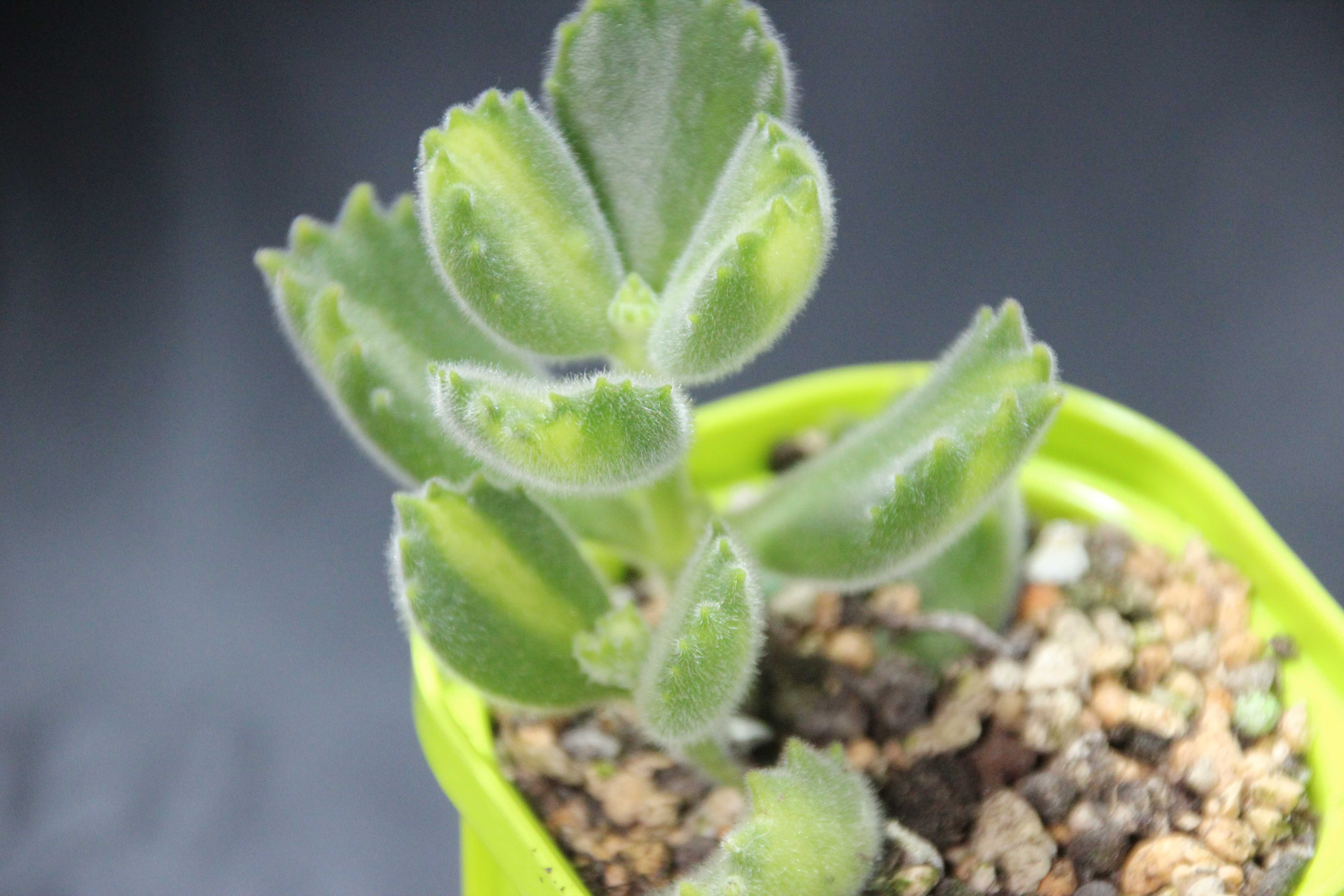Котиледон войлочный (cotyledon tomentosa): все о суккуленте