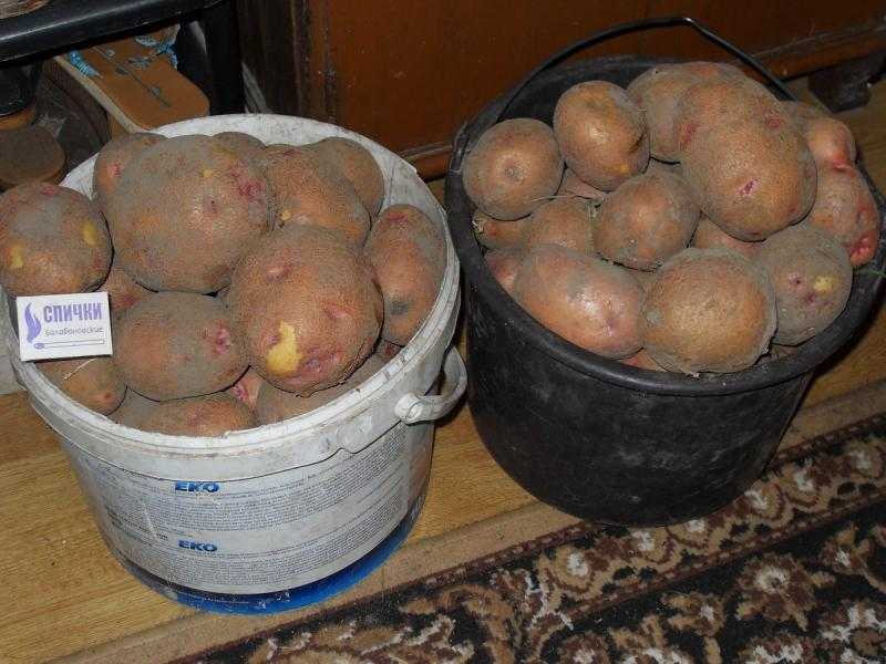 Характеристика сорта бородянский розовый - у дачки