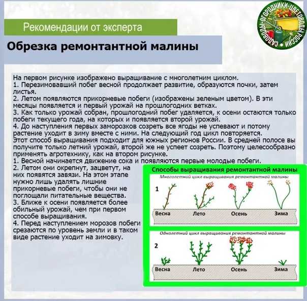 Посадка ремонтантной малины осенью: саженцами и черенками, + видео