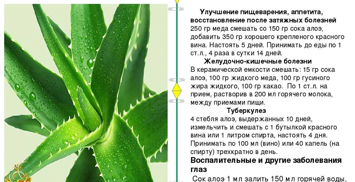 Кагор, мёд, алоэ: что лечит, рецепт настойки, показания к применению, отзывы