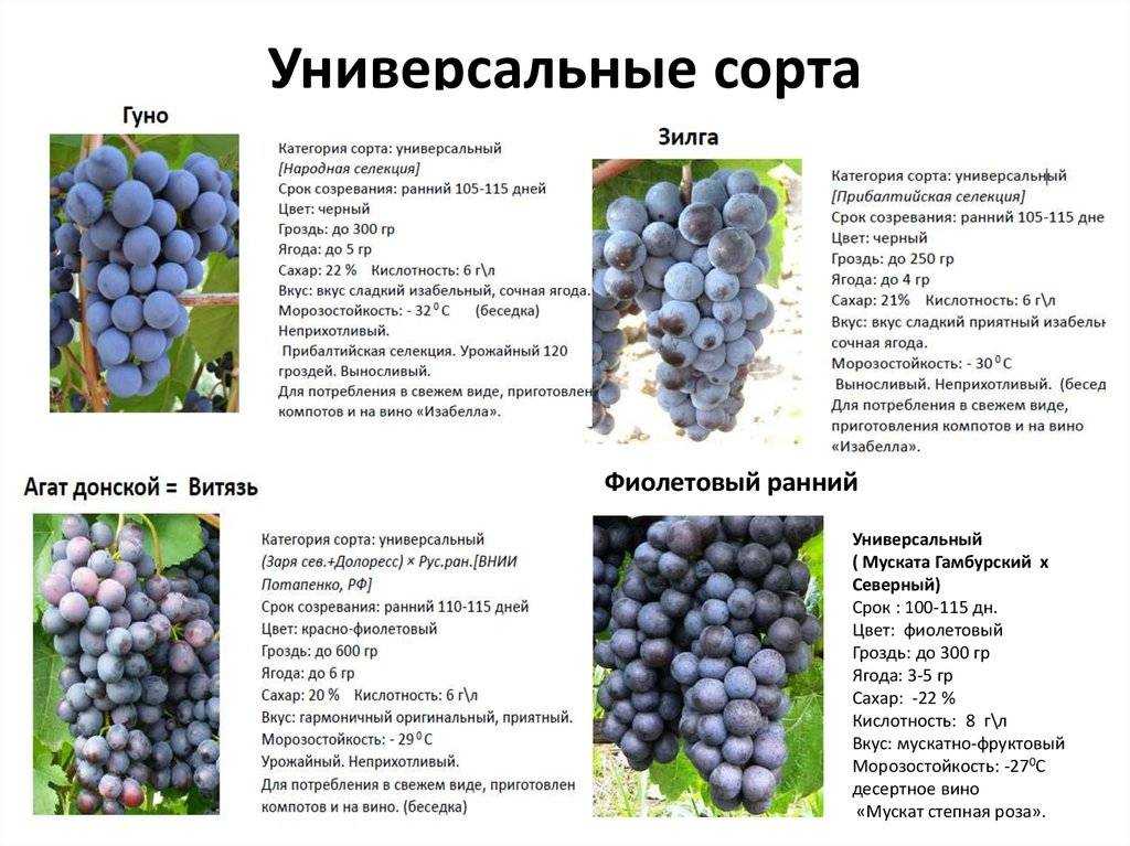 16 лучших сортов винограда для подмосковья и средней полосы. описание. урожайность. фото — ботаничка