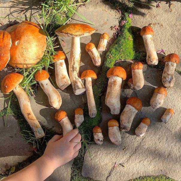 Сколько растёт гриб подосиновик после дождя и при какой температуре