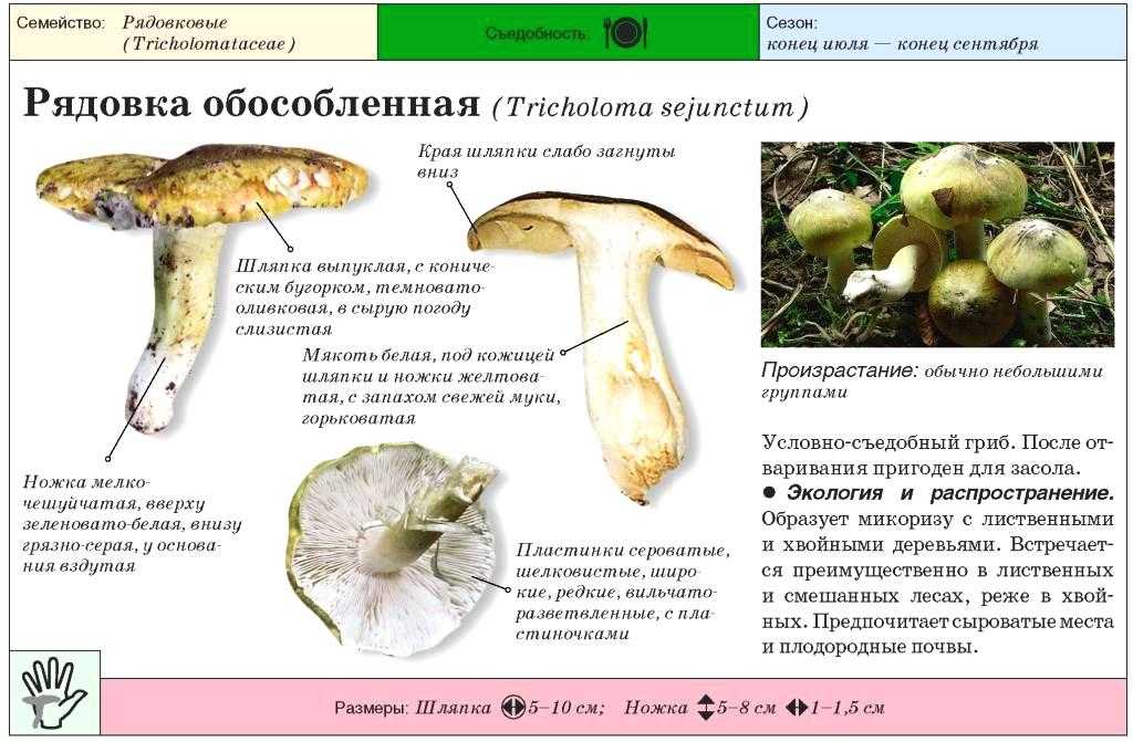 Рядовки (грибы). описание, фото и виды
