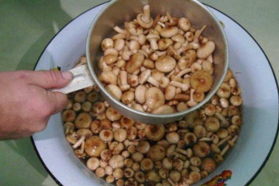 Как и сколько варить опята (замороженные, свежие)?