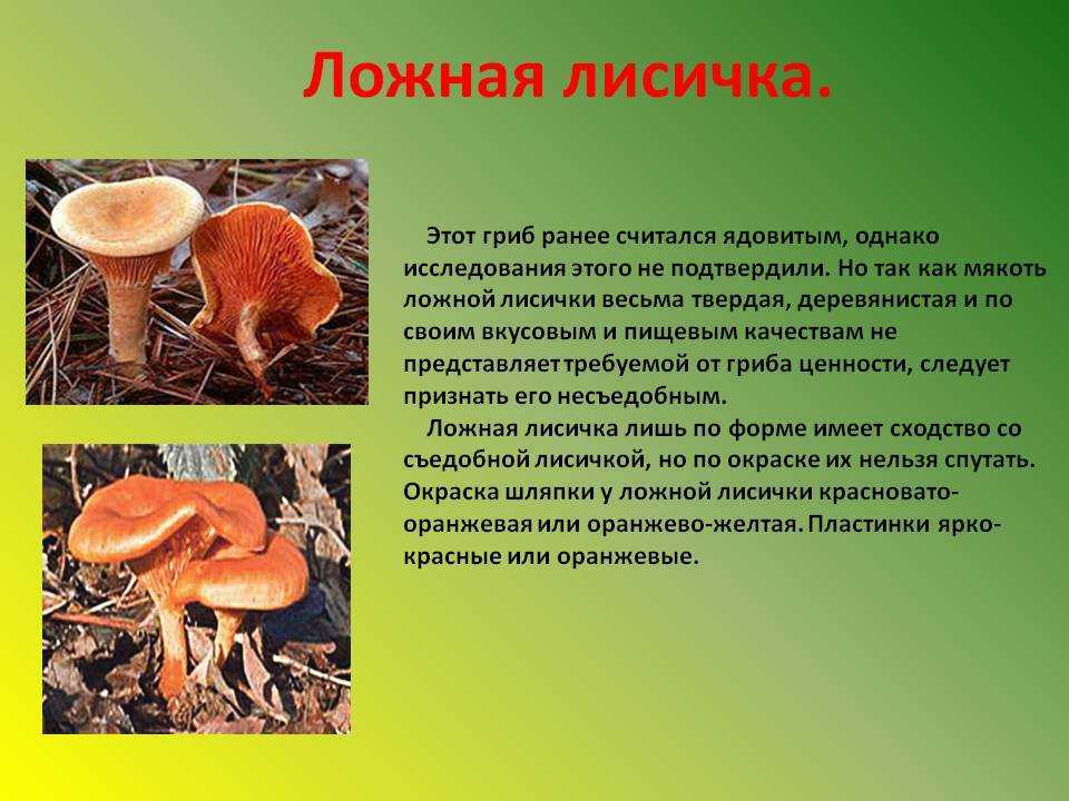 Грибы лисички - виды, ложные лисички, свойства, рецепты блюд