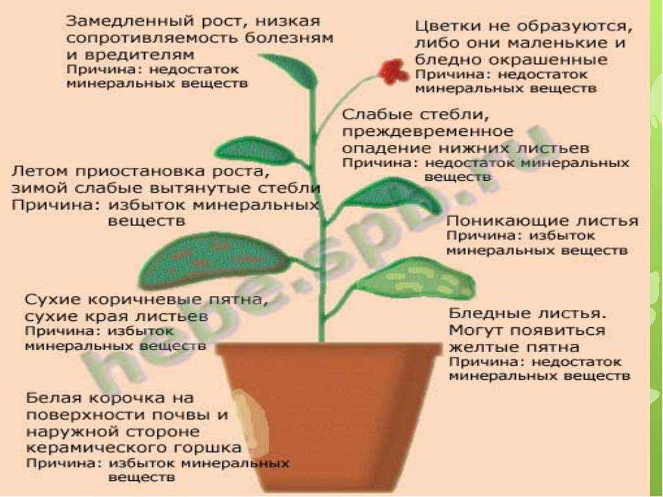 Рододендрон засыхает что делать. как научиться распознавать болезни рододендронов: список болезней и их лечение. разлом кустов оседающим настом или мокрым снегом