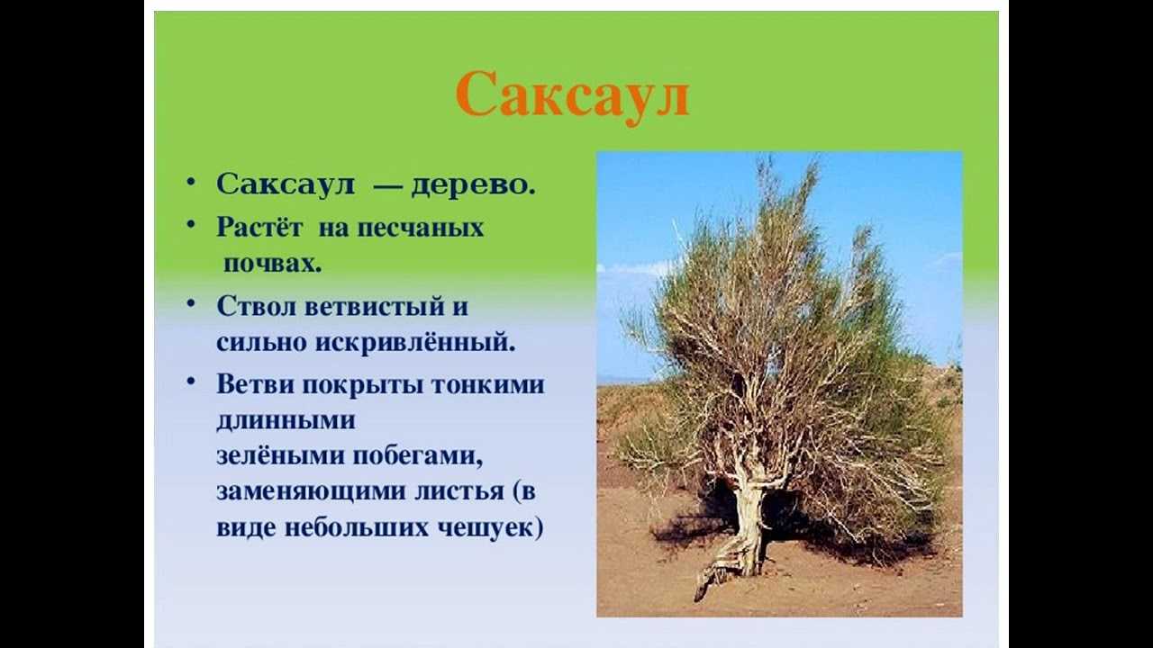Саксаул представляет собой дерево, которое наиболее широко распространено в пустыне Высота этого растения может доходить до 5–8 м, при этом в поперечнике оно достигает около 1 м