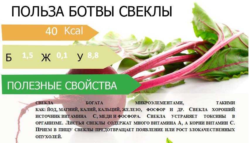 Польза и вред свеклы для организма человека