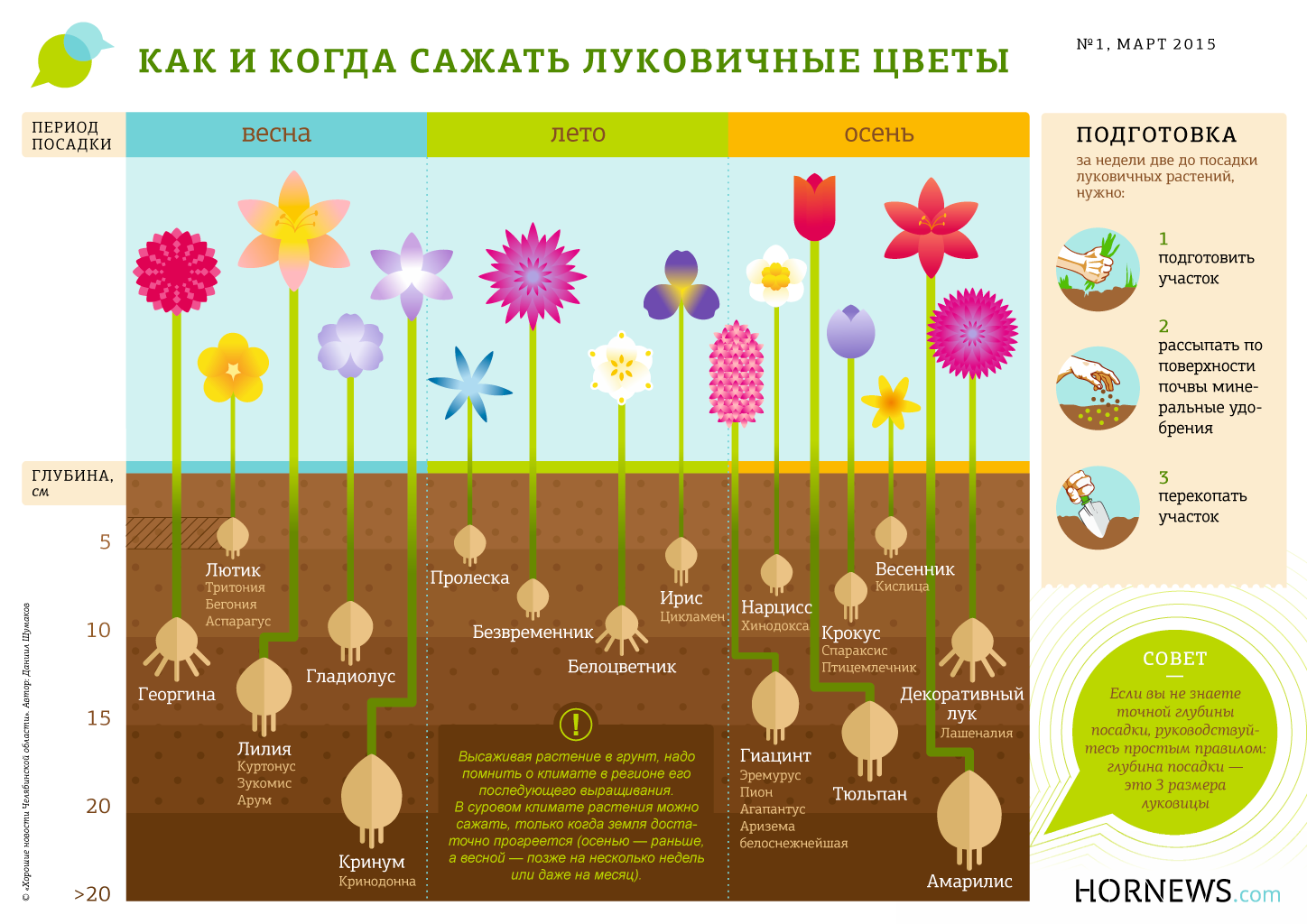 Как сажать тюльпаны в корзины? инструкция