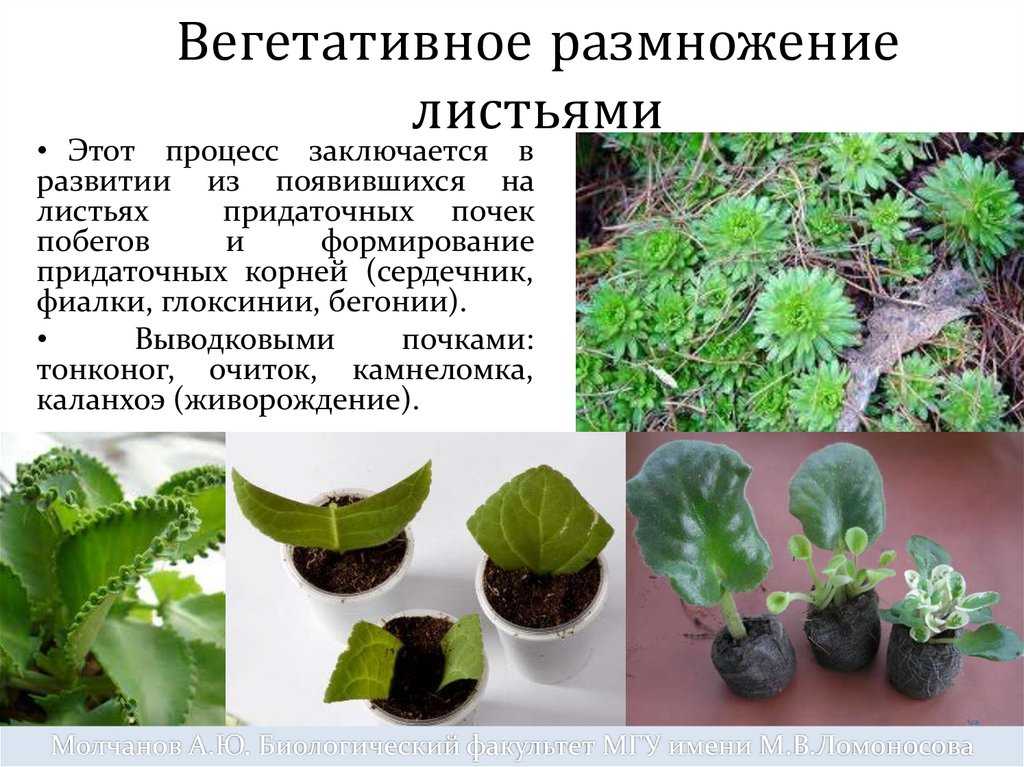 Пеларгония из семян в домашних условиях: как выращивать и ухаживать?