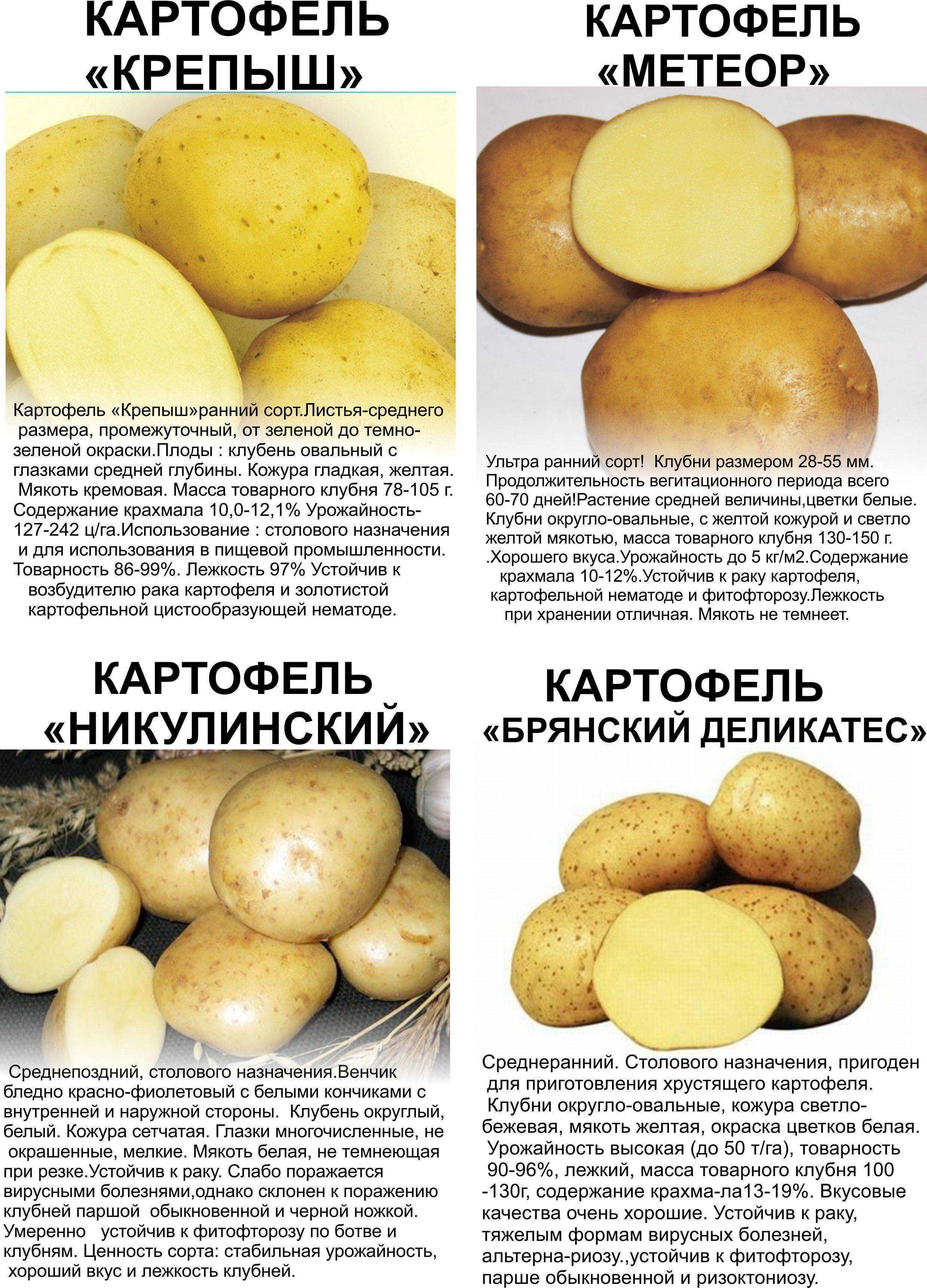 Поздние сорта картофеля: фото, описание, отзывы