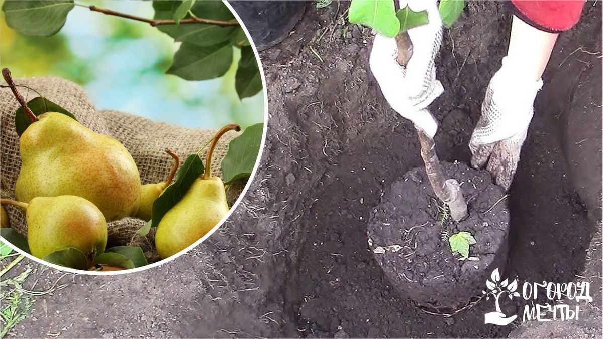 Как правильно посадить грушу весной: пошаговое руководство
