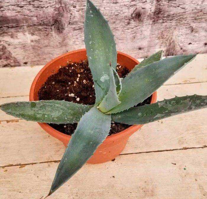 Агава американская (agave americana): описание и особенности ухода