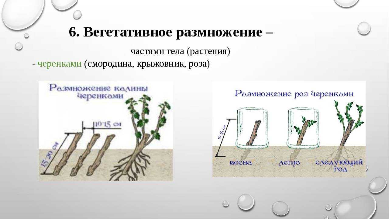 Калина: выращивание в саду, обрезка, размножение