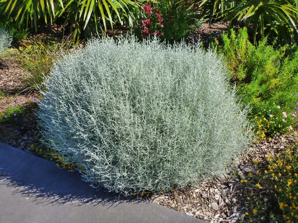 Silver bush guide: how to grow & care for “calocephalus brownii”