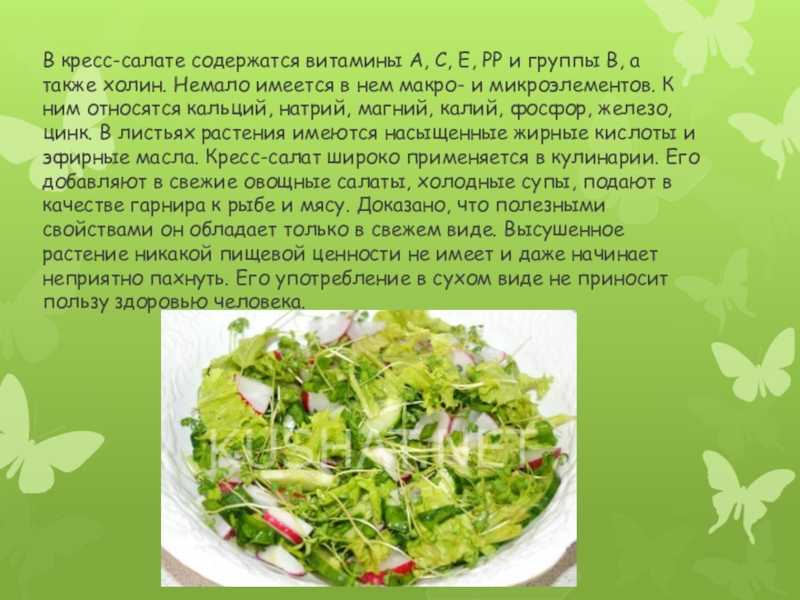 Кресс-салат — методы культивации, посадка на рассаду, выращивание на подоконнике, сбор и хранение, размножение, описание с фото