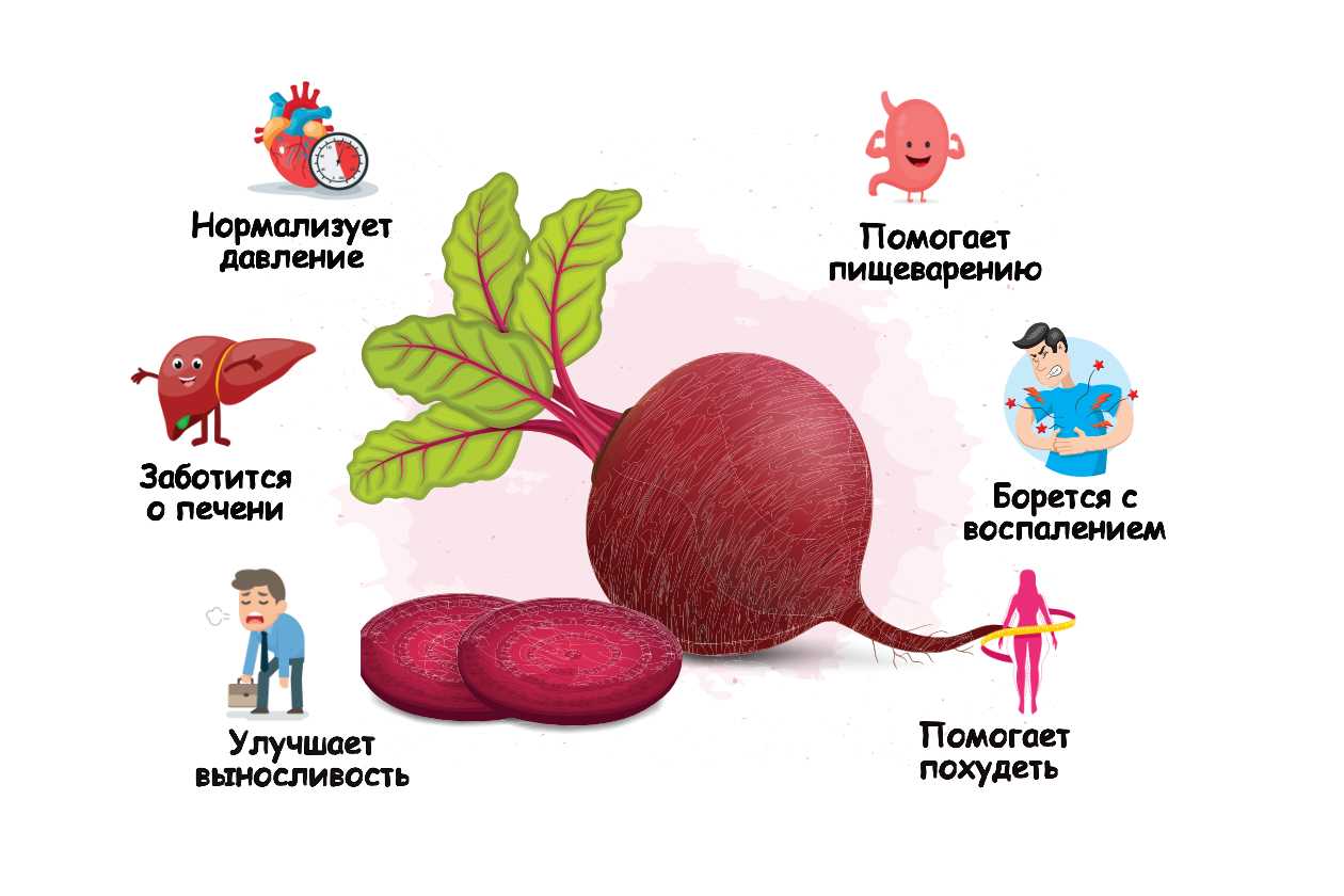 Свекла: польза и вред для организма человека, калорийность, противопоказания к употреблению