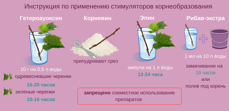 Размножение розы методом буррито: как правильно укоренять черенок летом