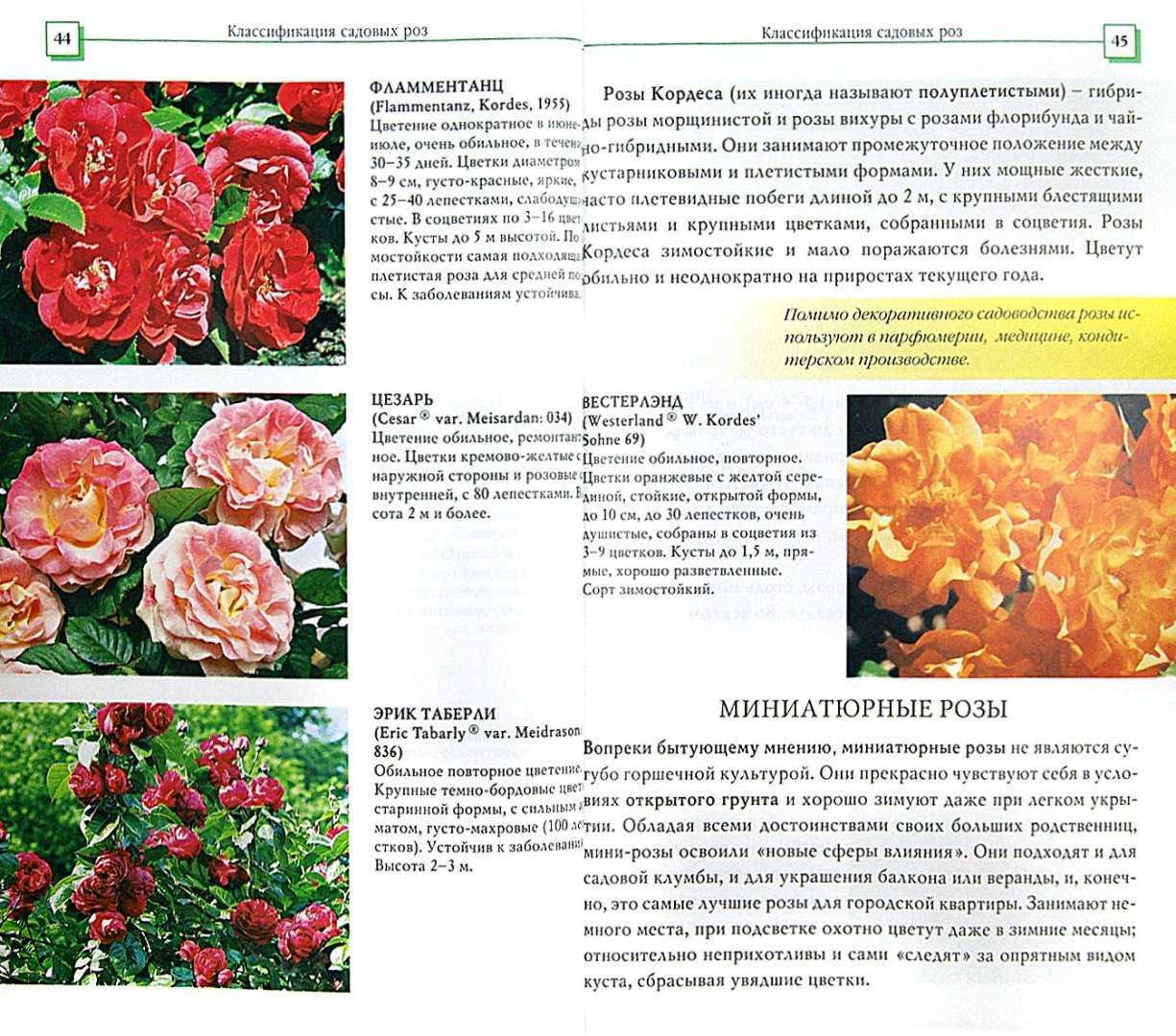 Роза: описание 16 сортов, особенности и уход (150 фото)