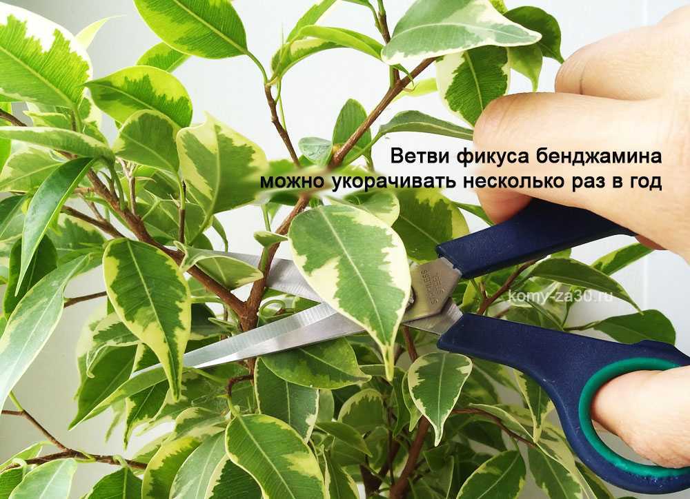 Правила обрезки фикуса бенджамин: как и когда провести процедуру selo.guru — интернет портал о сельском хозяйстве