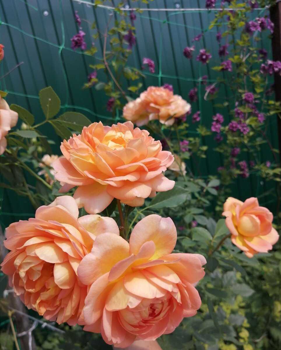 Английская роза lady of shalott (леди оф шалотт): фото и описание сорта
