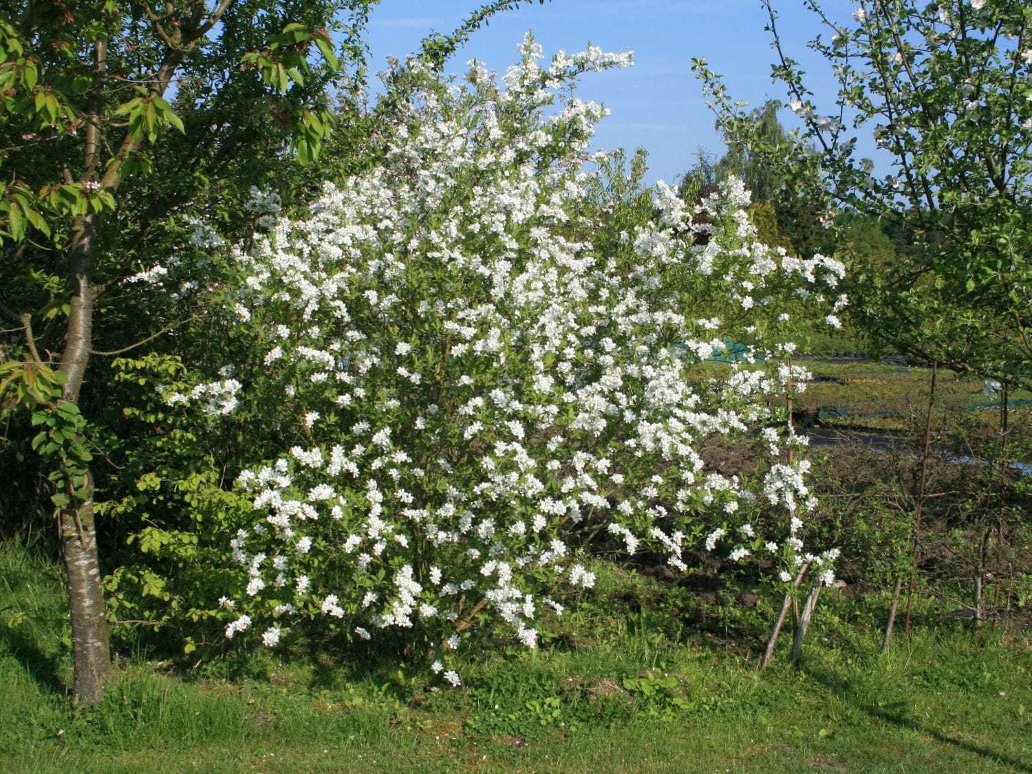 12 самых красивых зимостойких кустарников для вашего сада