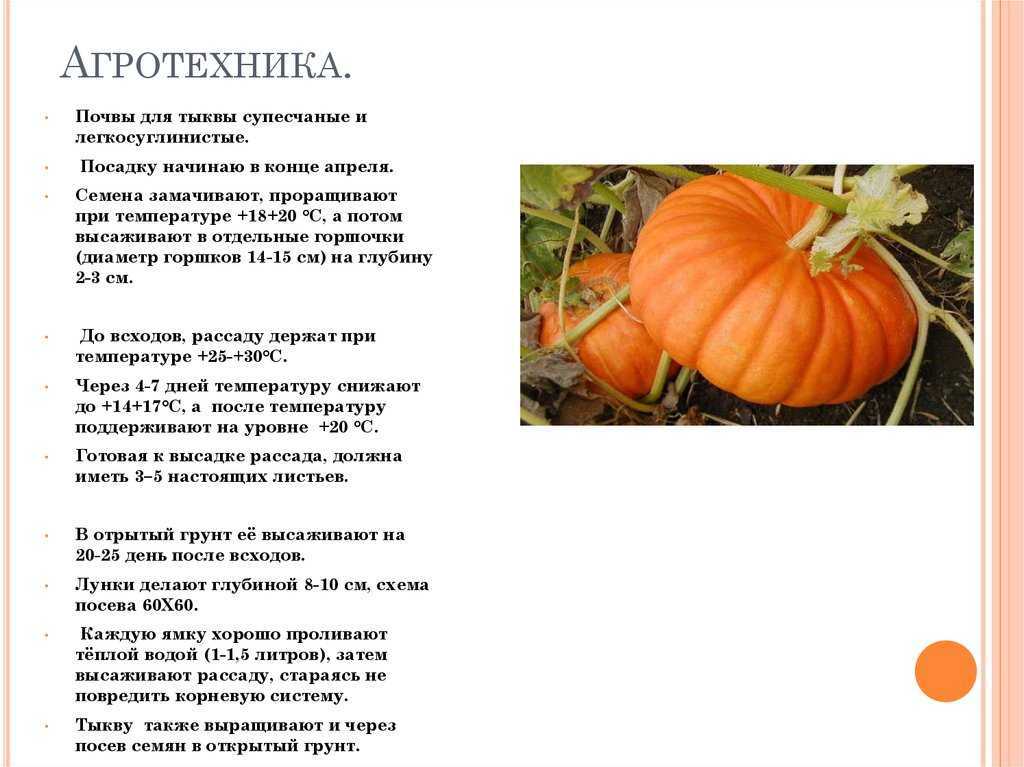 Какая температура опасна для тыквы в открытом грунте