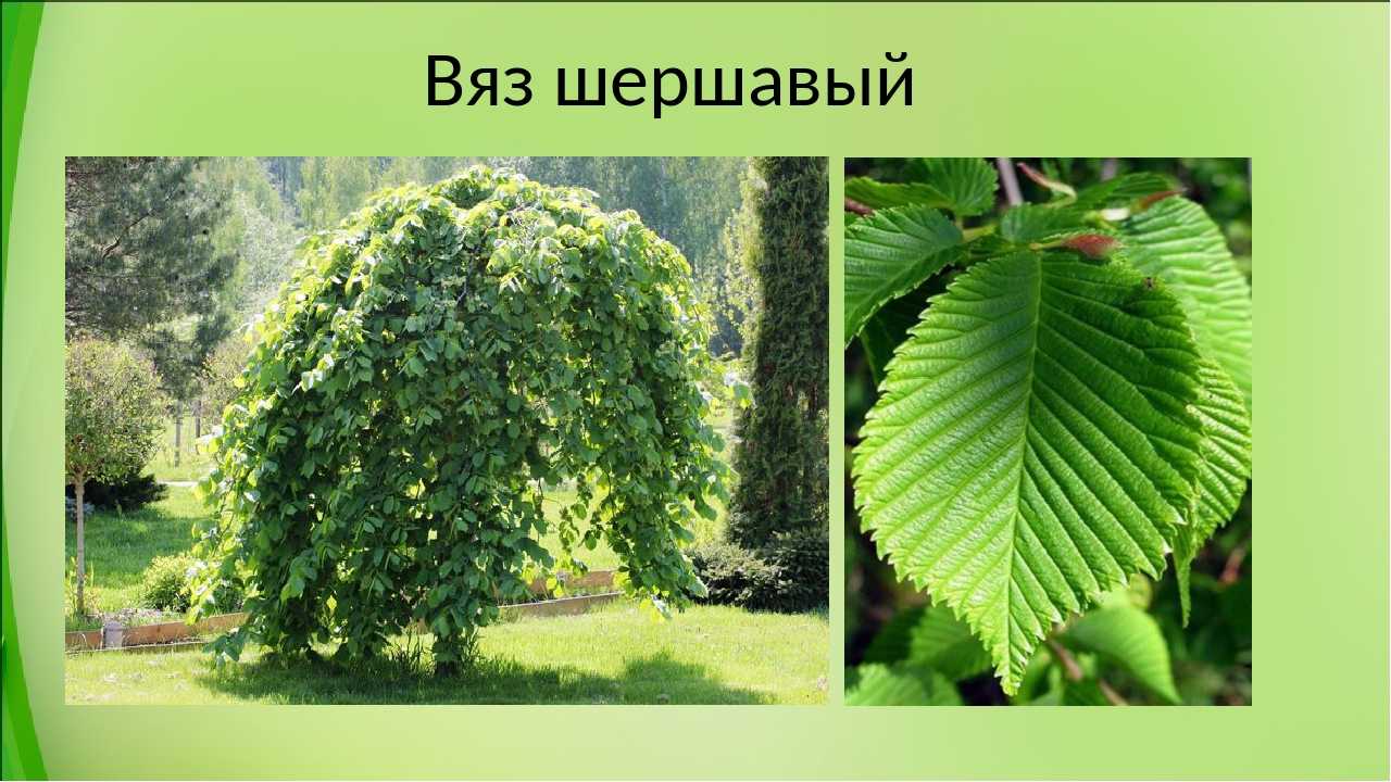 Особенности дерева вяз