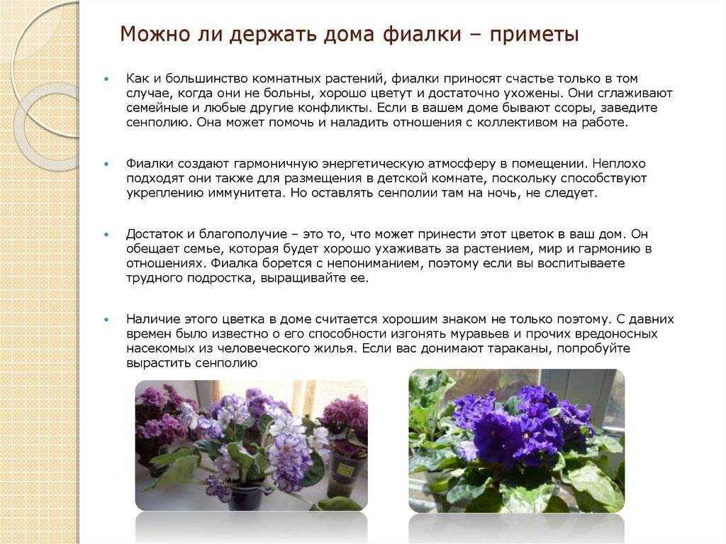 Цветок смерти гибискус: можно ли держать дома, вред и польза растения