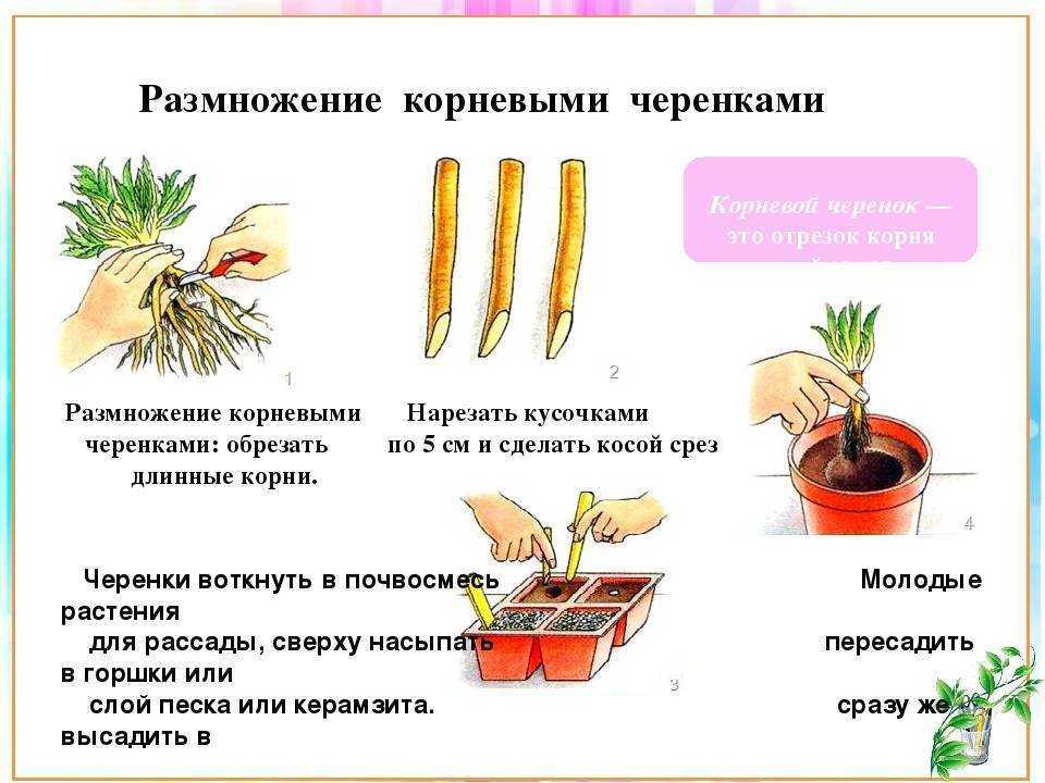 Бегония: описание видов и секреты ухода в домашних условиях