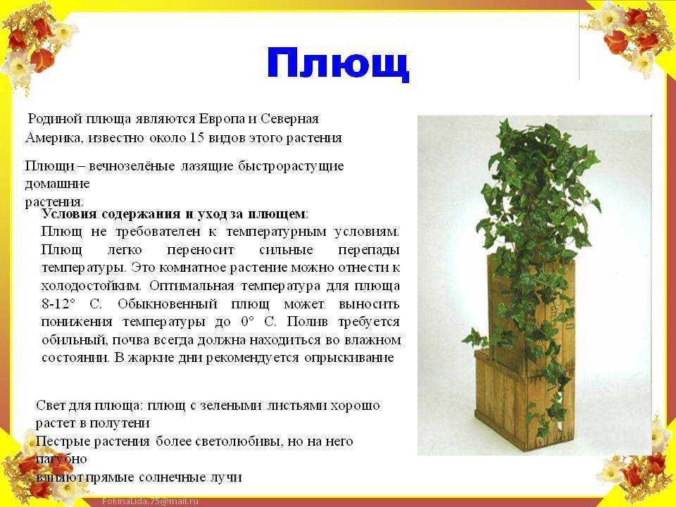 Плющ комнатный: уход в домашних условиях, фото