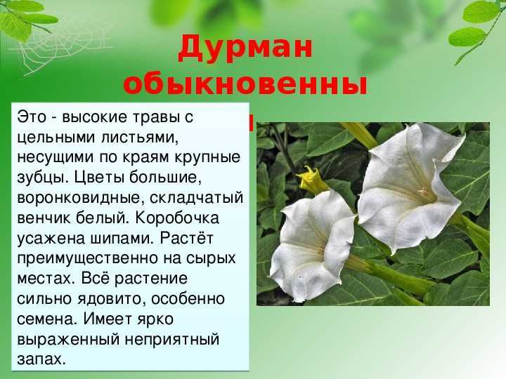 Дурман: польза и вред, симптомы отравления