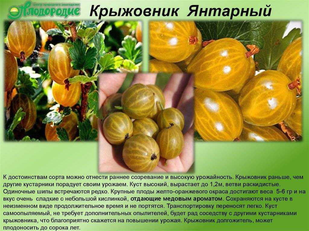 Когда и как сажать крыжовник саженцами весной: пошаговая инструкция