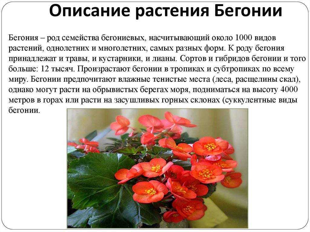 Бегония: сорта, выращивание, посадка и уход в домашних условиях