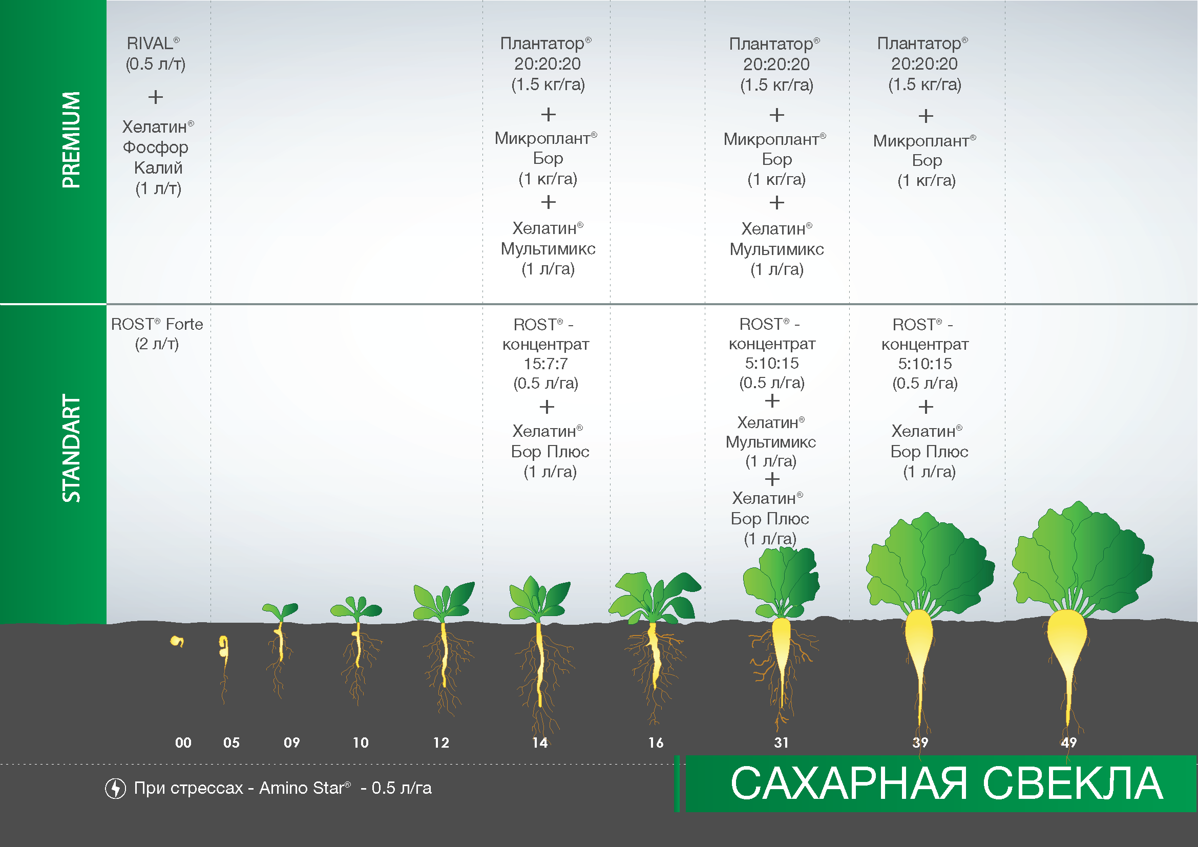 Выращивание сахарной свеклы. как вырастить сахарную свеклу